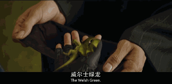 哈利波特芙蓉挑战了什么龙？