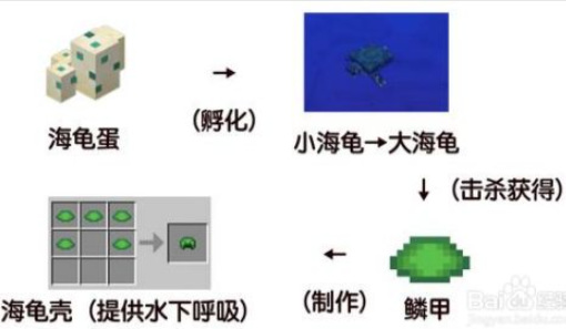 我的世界海龟壳怎么弄？