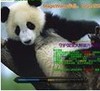 守护国宝大熊猫3.0升级版