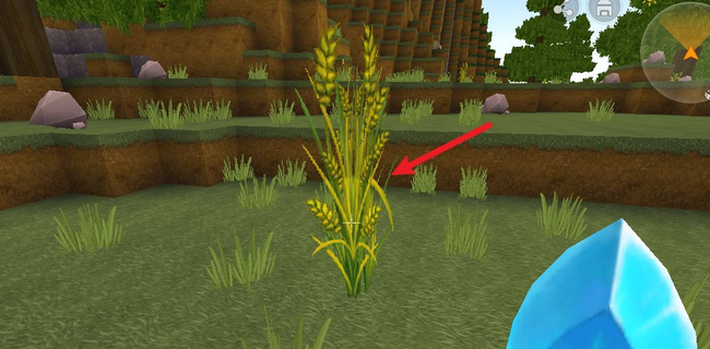 迷你世界更新后小麦种子怎么获得？