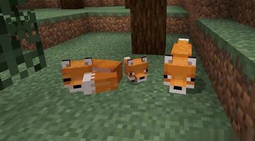 狐狸喜欢吃什么？