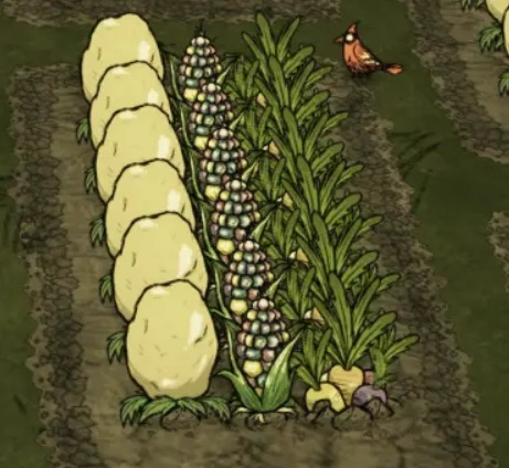 饥荒玉米怎么获得？